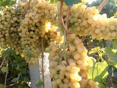 Butasi de vita de vie de anul 3