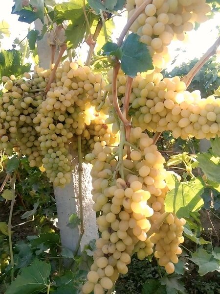 Butasi de vita de vie de anul 3