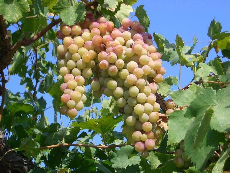 Butasi de vita de vie de anul 3