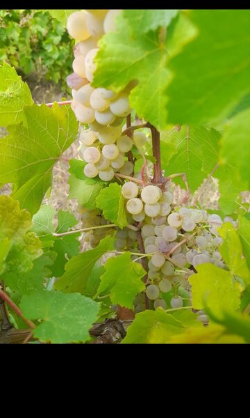 Butasi de vita de vie de anul 3