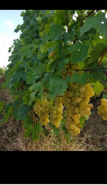 Butasi de vita de vie de anul 3