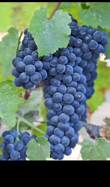 Butasi de vita de vie de anul 3