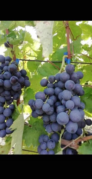 Butasi de vita de vie de anul 3