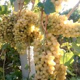 Butasi de vita de vie de anul 3